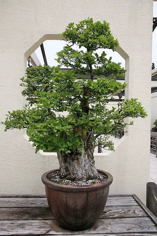 Chinese elm