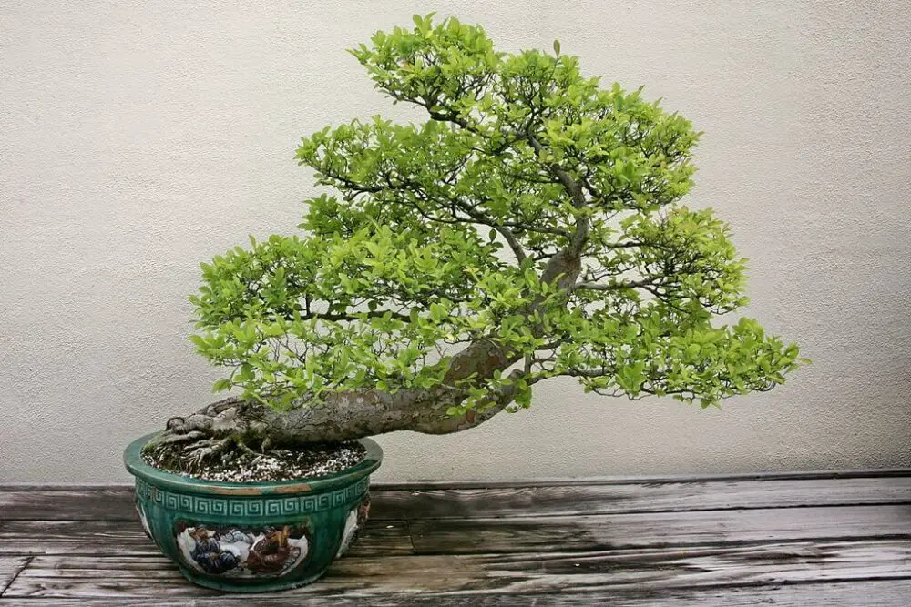 Chinese elm bonsai