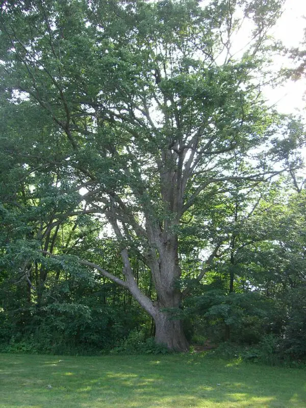 Chinkapin oak