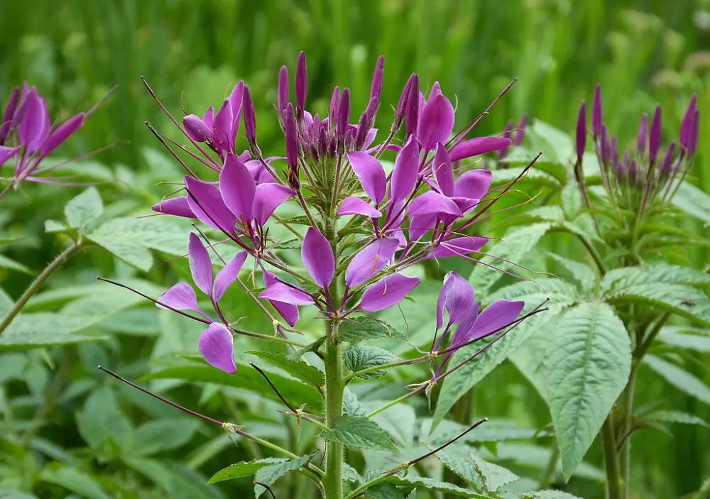 Cleome hassleriana