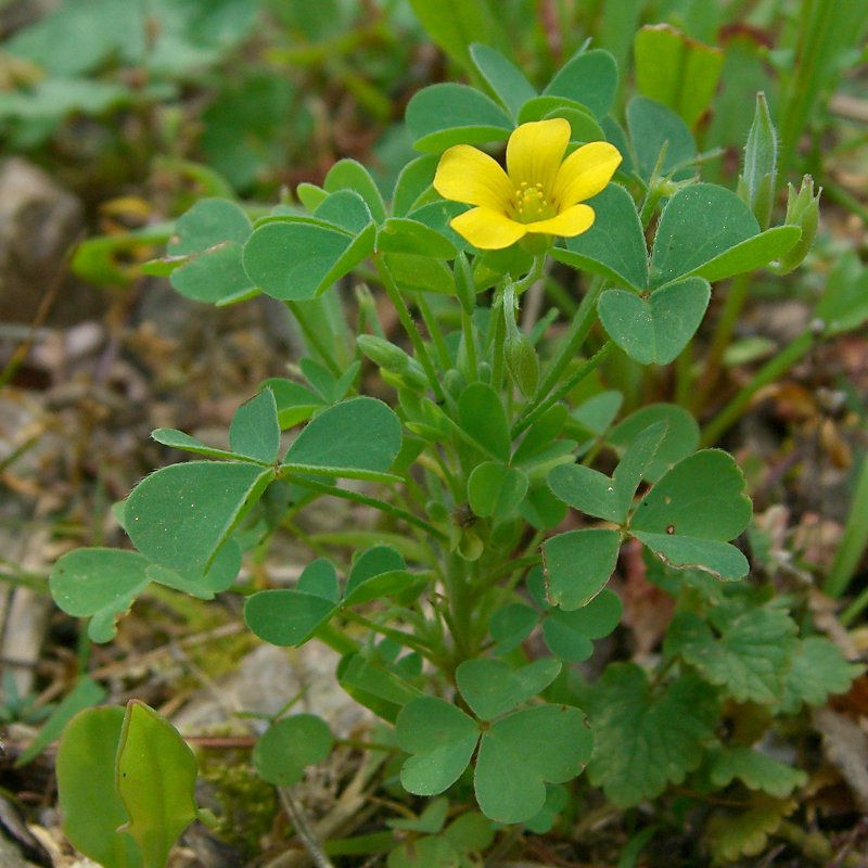 Oxalis stricta