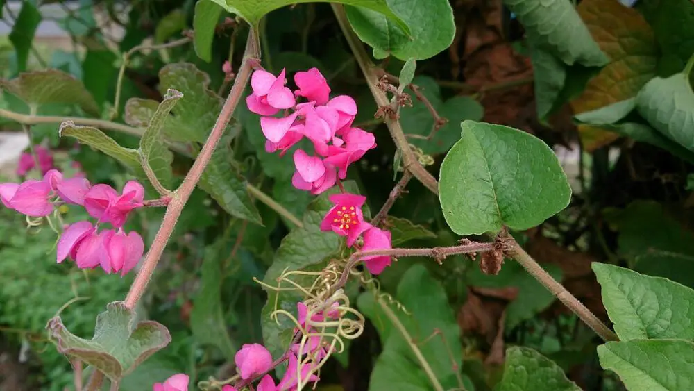 Coral vine flowers