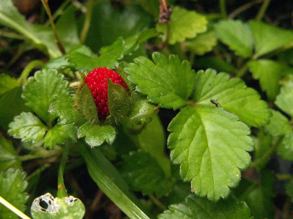 Duchesnea indica