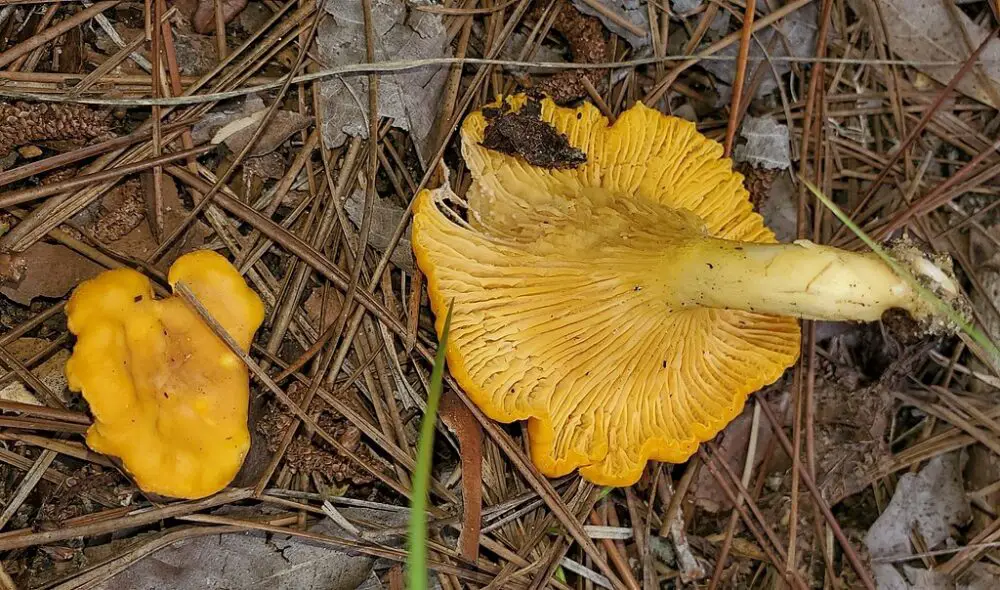 Golden chanterelle