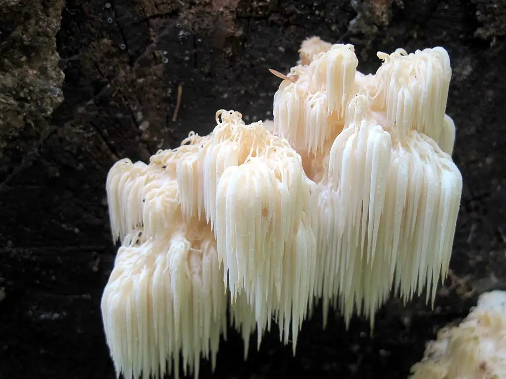 Hericium americanum