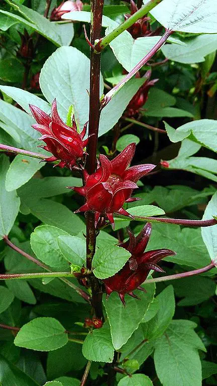 Hibiscus sabdariffa