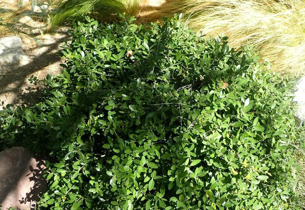 ilex vomitoria