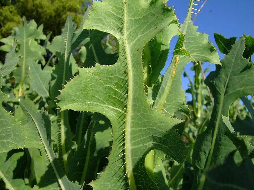 Prickly lettuce