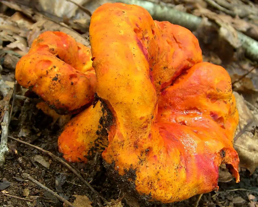 Lobster Mushroom