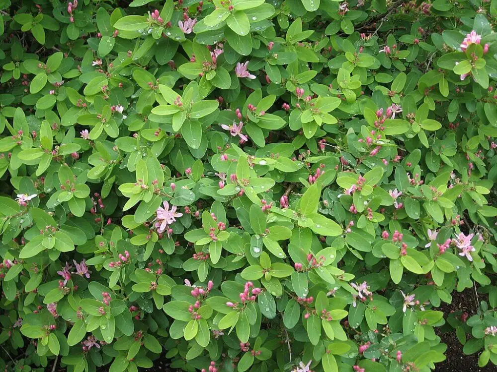 Tartarian honeysuckle