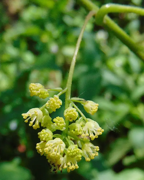 Moonseed flowers