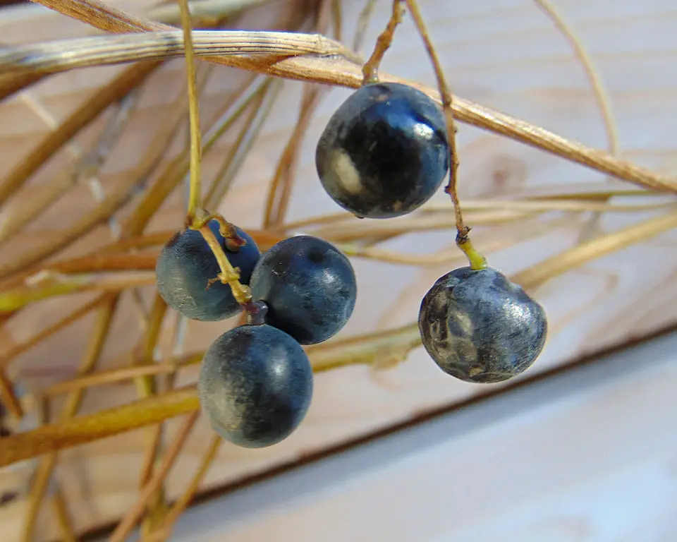 Moonseed berries