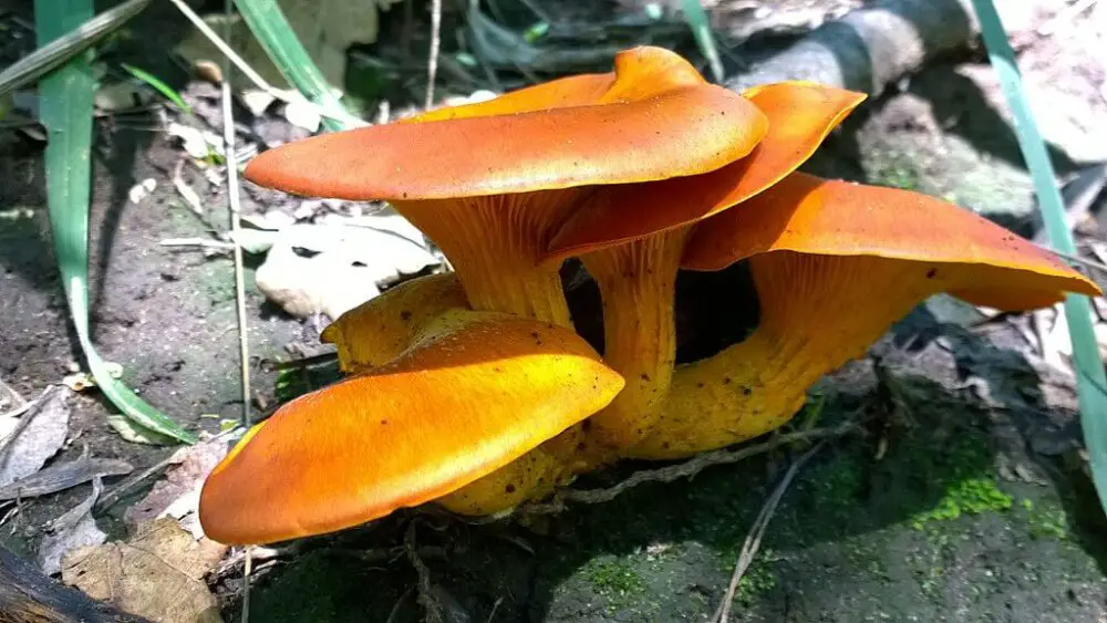 Omphalotus olearius