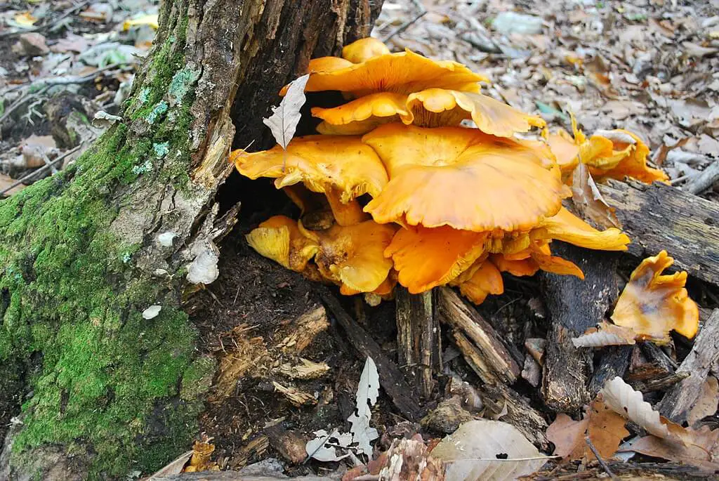 Omphalotus illudens 