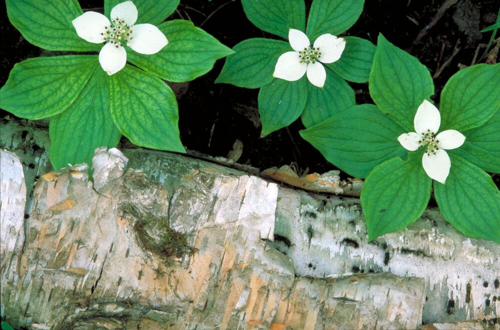 Bunchberry flowers