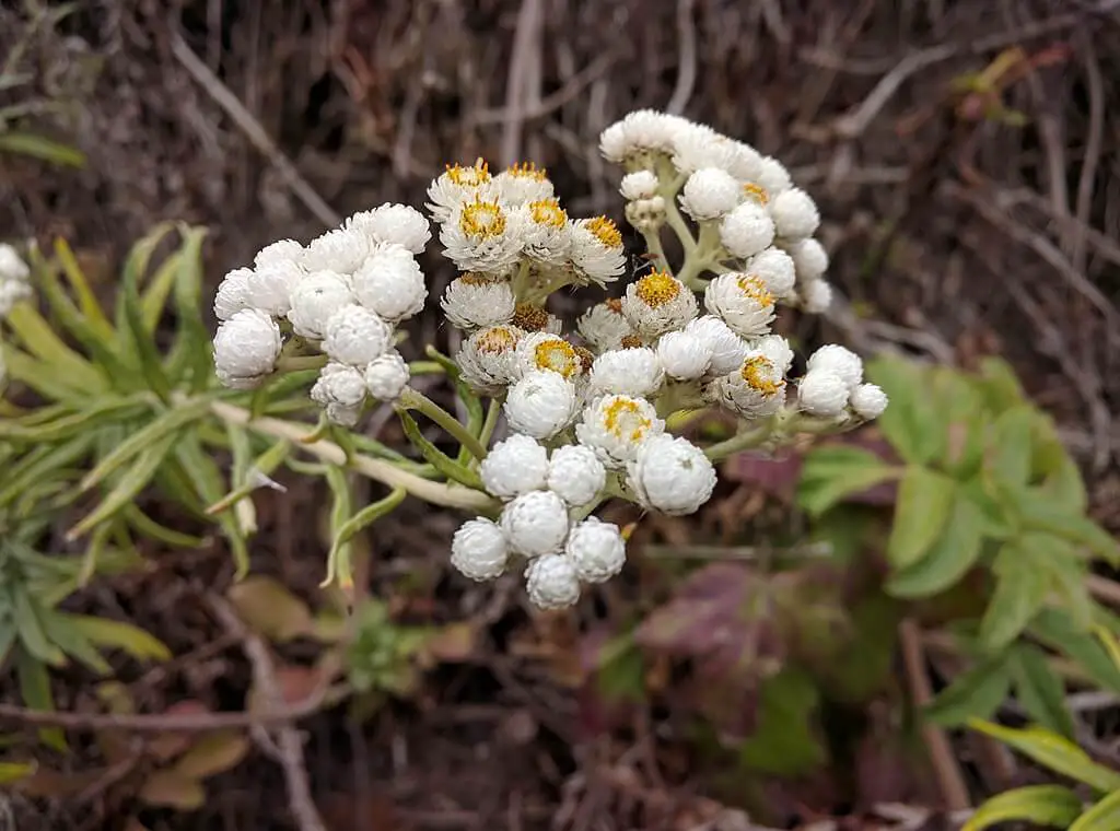 Pearly everlasting