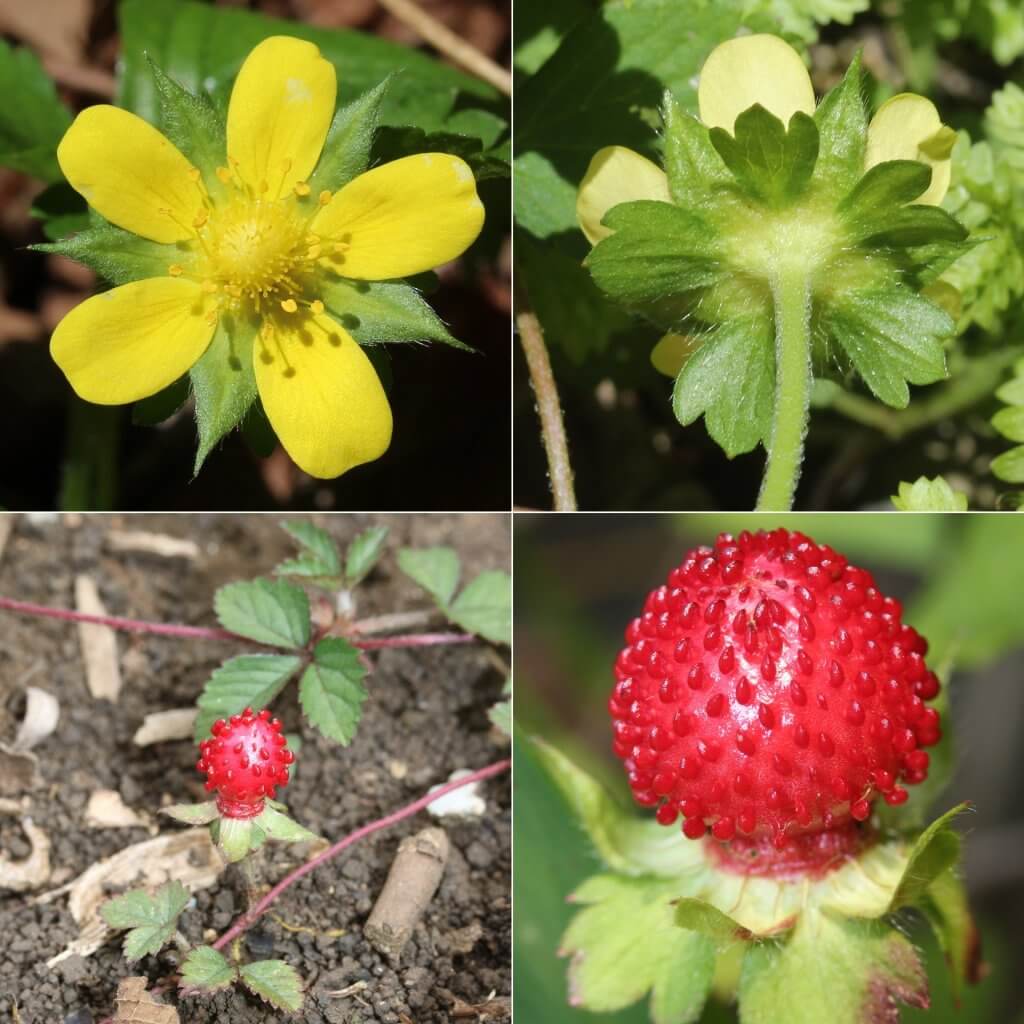 Potentilla indica