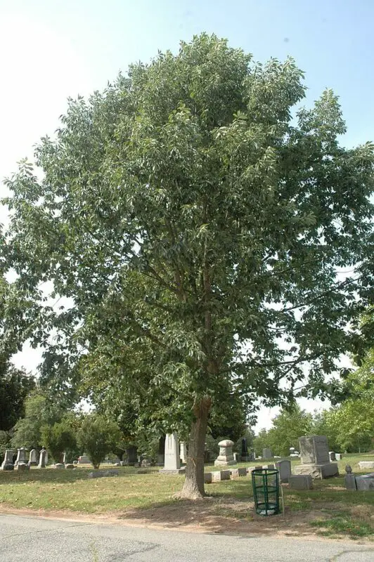 Quercus muehlenbergii