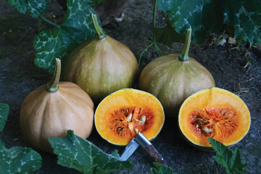 Seminole pumpkin fruit