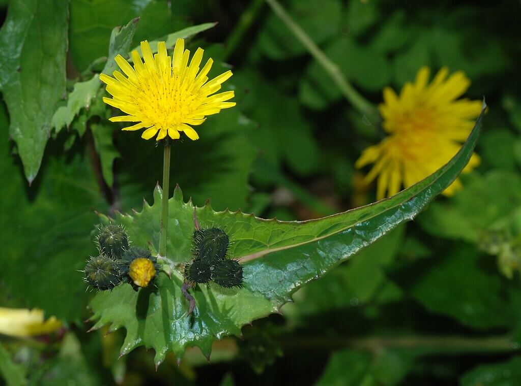 Common sow thistle flowers