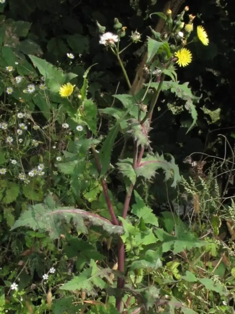 Common sow thistle