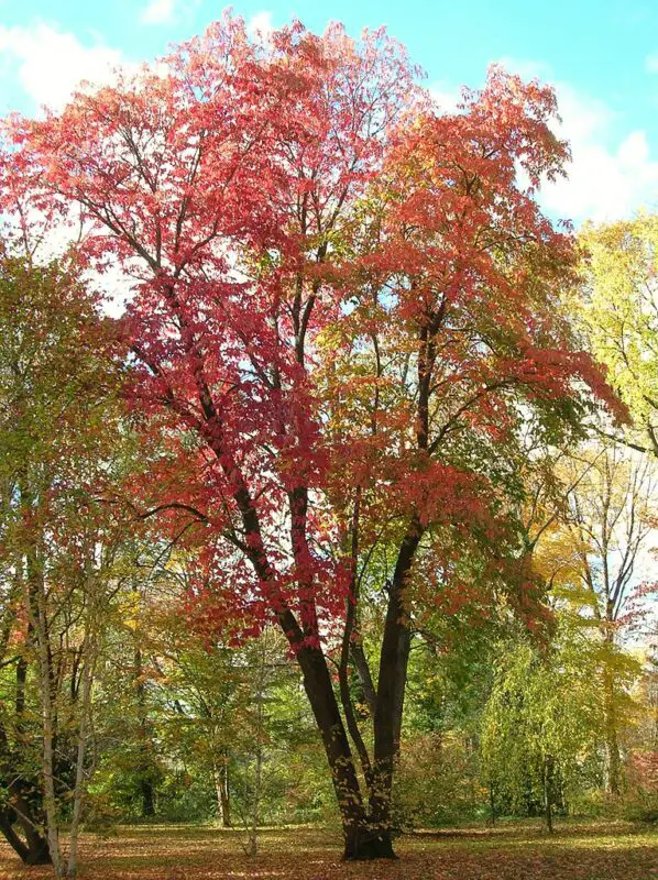 Sourwood tree