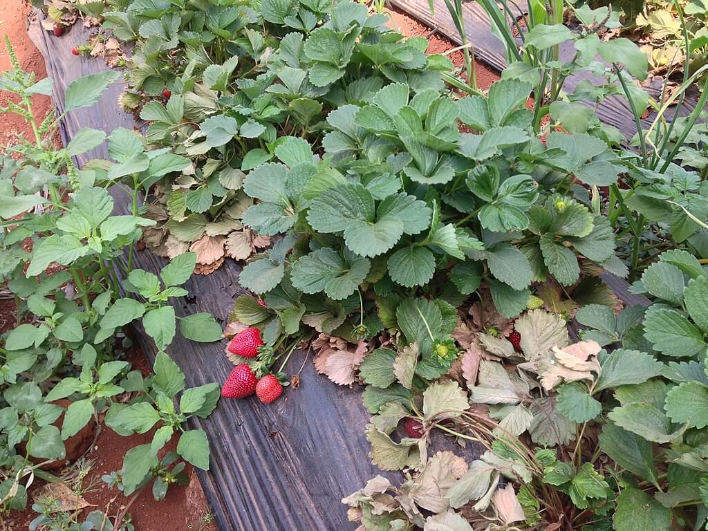 Cultivated strawberries