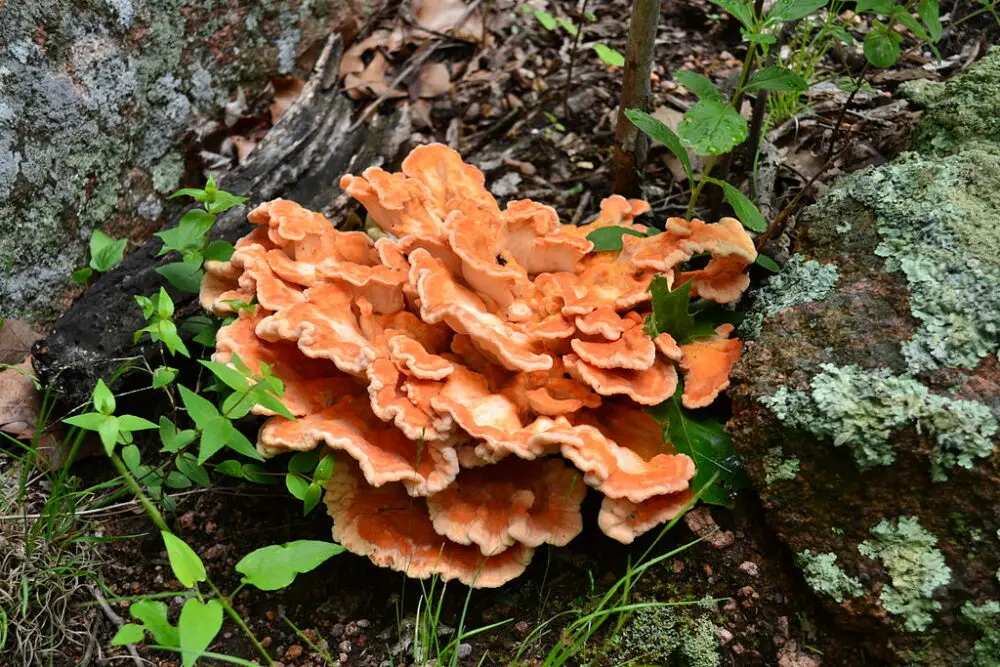 Chicken of the woods