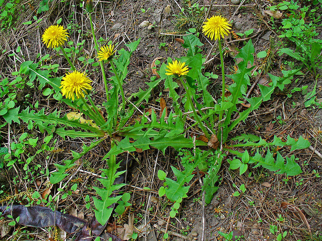 10 Wild Lettuce Look-Alikes You Should Know About! | ForagingGuru