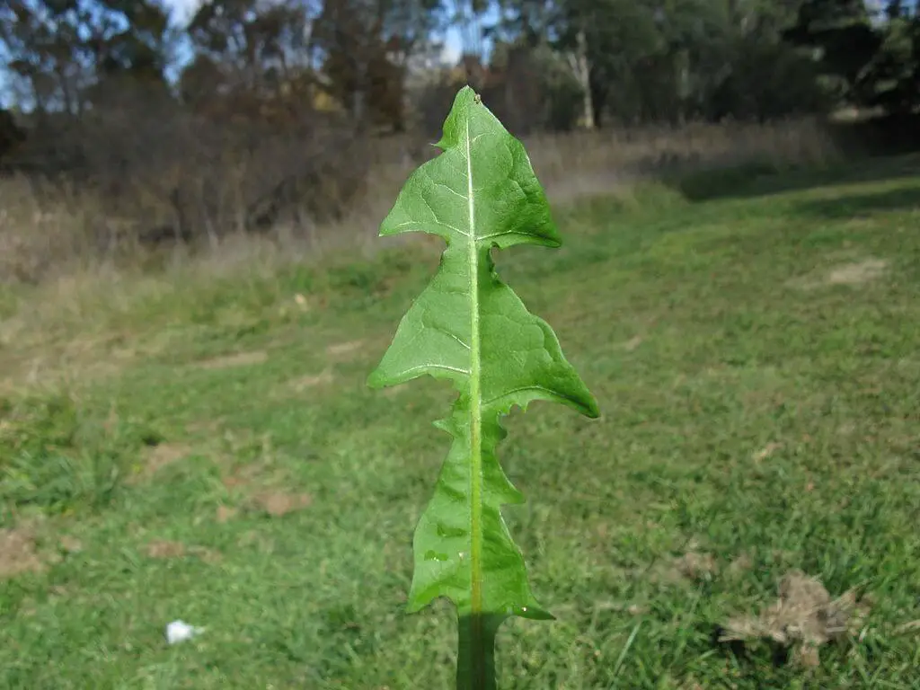 Dandelion leaf