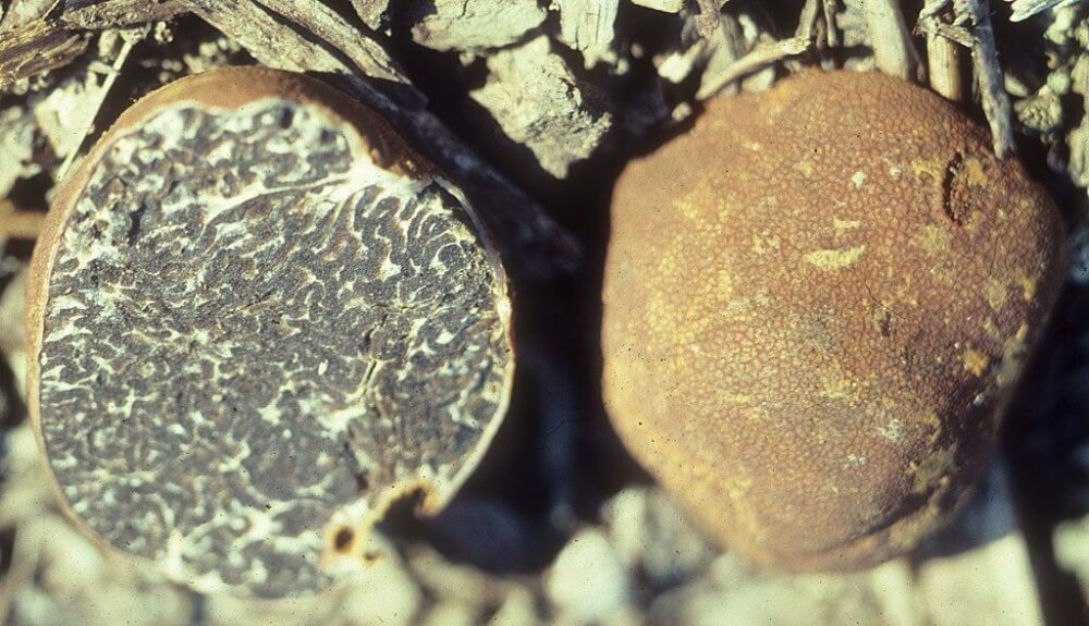 Michigan truffle