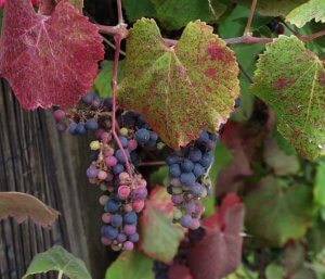 A Forager's Guide To Wild Grapes | ForagingGuru