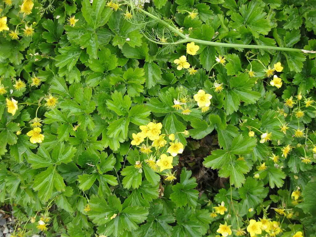 Waldsteinia fragarioides