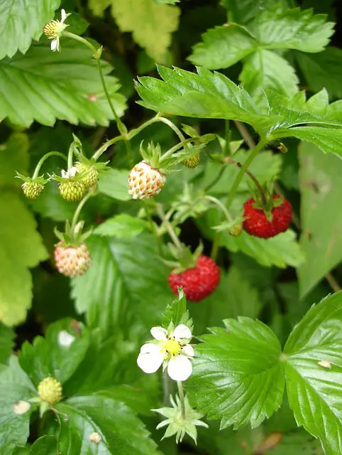 Mock Strawberries: Identification, Comparisons, Uses 3 Wild strawberries