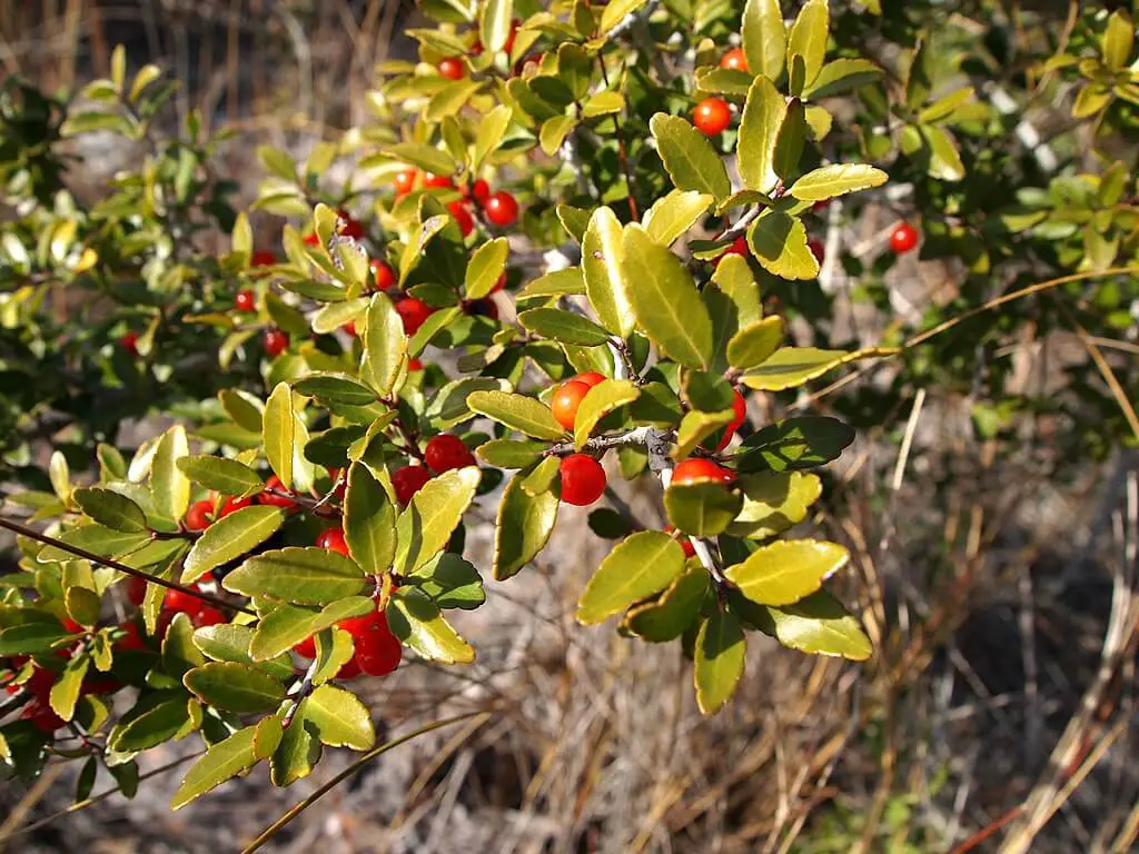 Yaupon holly berries