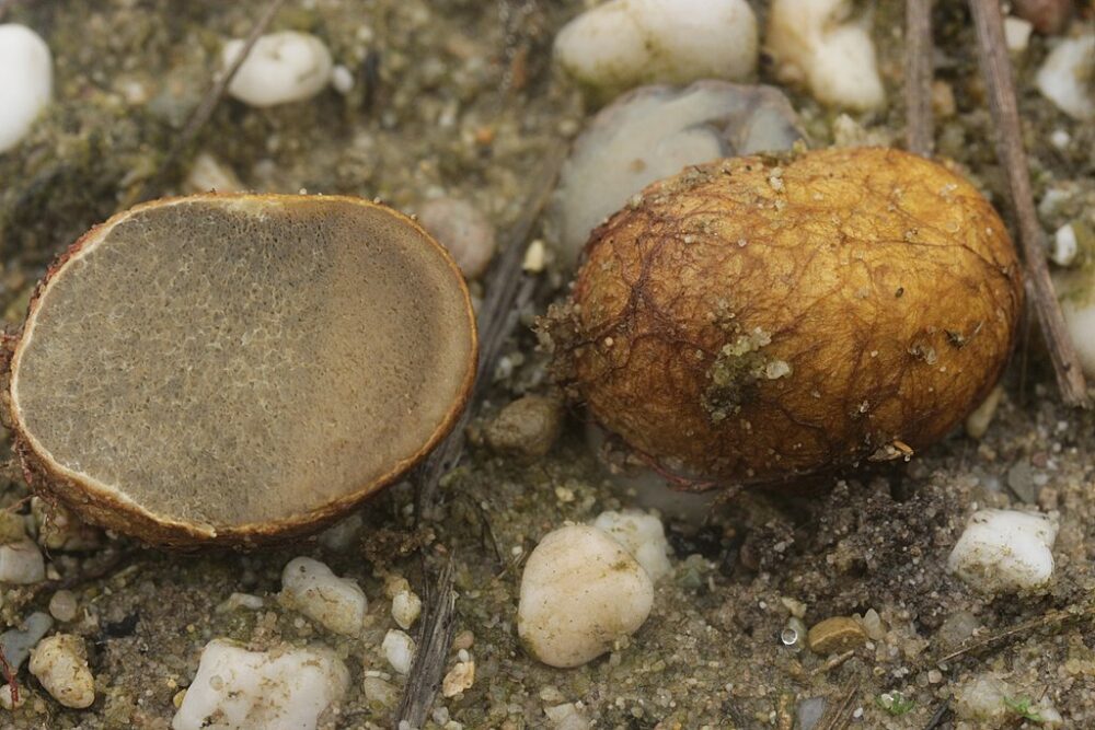 Yellow false truffle