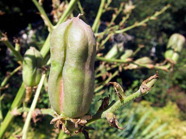 Adam's needle fruit, Source: Cathy Dewitt