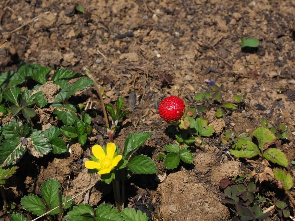 Potentilla indica