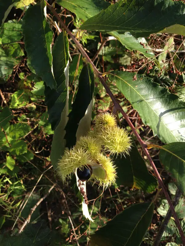 Castanea pumila fruit