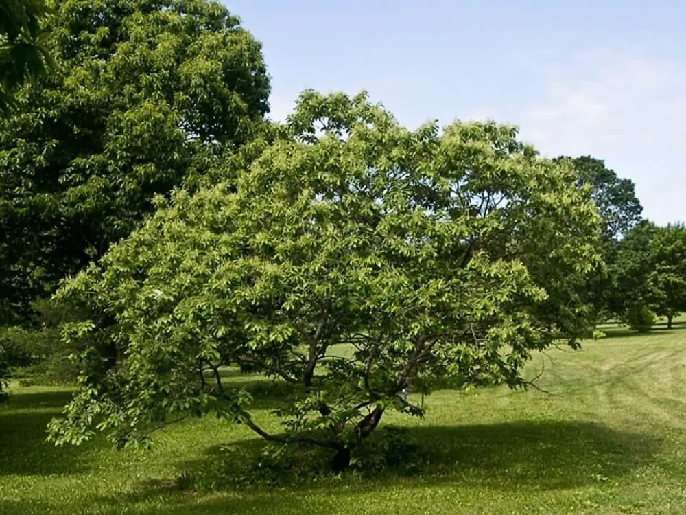 Castanea pumila