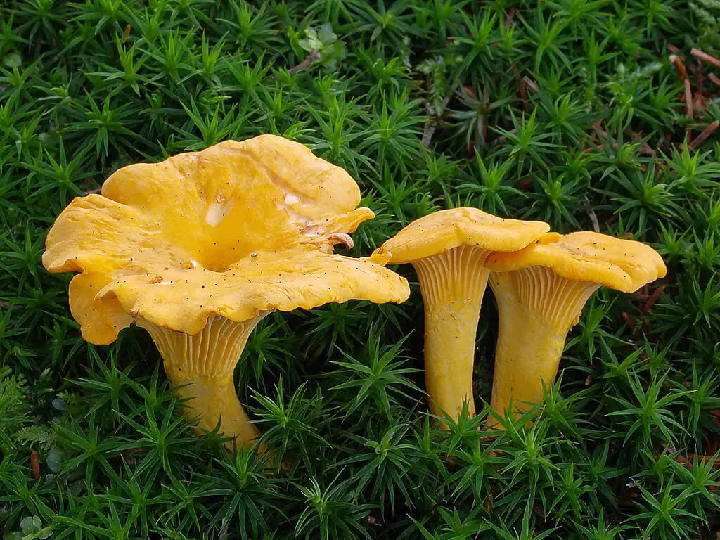 Cantharellus cibarius