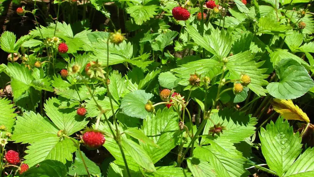 Wild strawberries