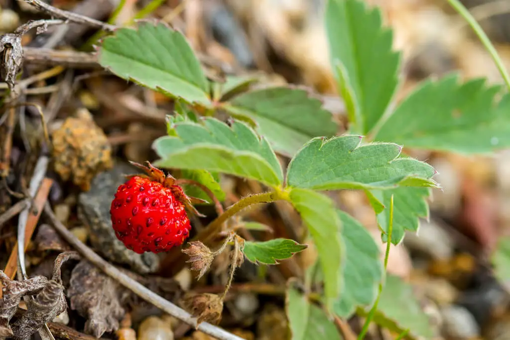 F. virginiana