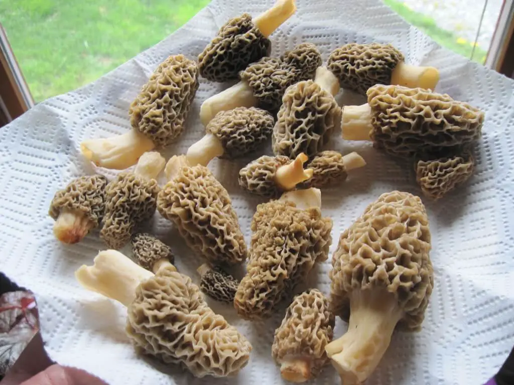 Morel mushrooms