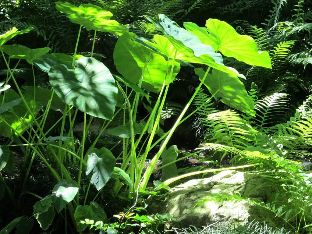 Elephant ears