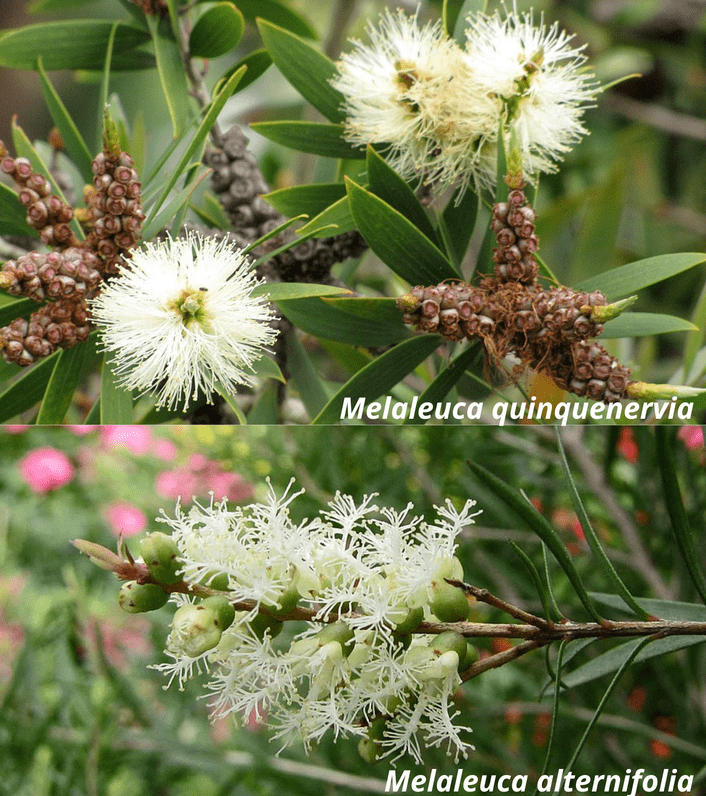 Melaleuca quinquenervia vs alternifolia