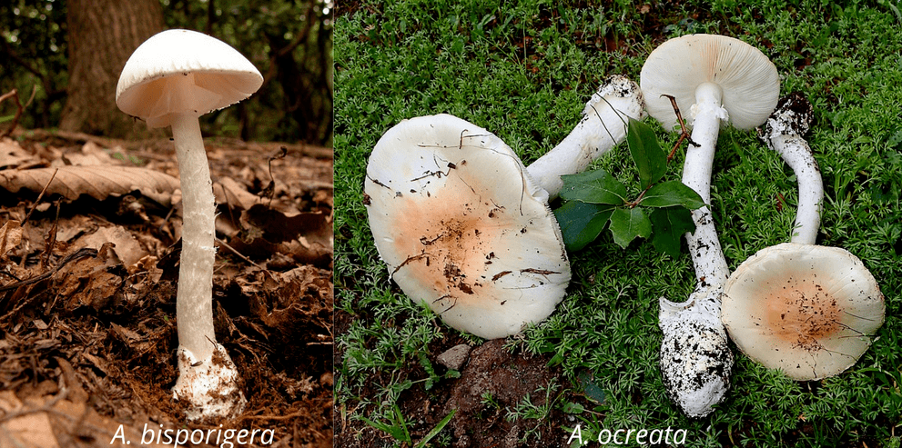 2 varieties of destroying angel mushrooms