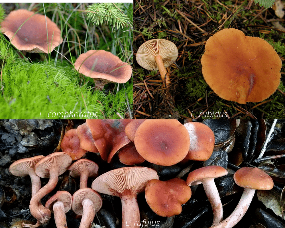 Candy cap mushroom varieties