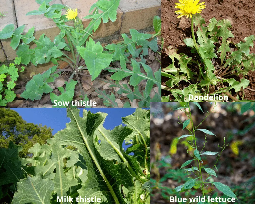 10 Wild Lettuce LookAlikes You Should Know About! ForagingGuru