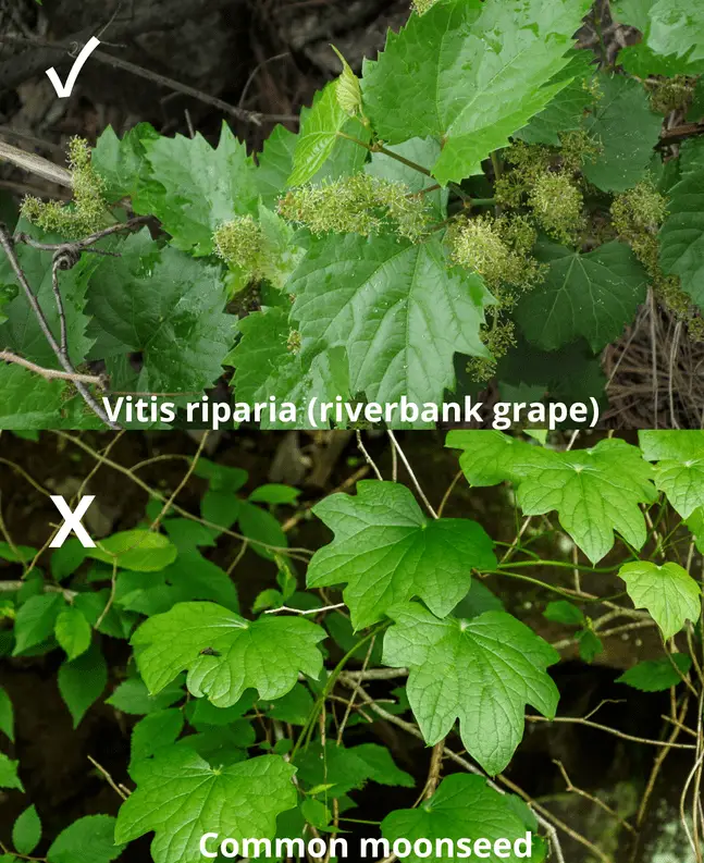 Moonseed vs. wild grape